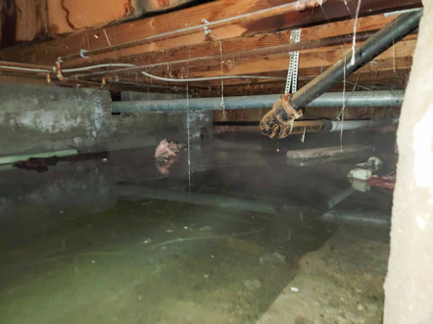 Best Flood restoration services  in Five Points, OH
